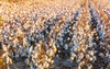field of cotton