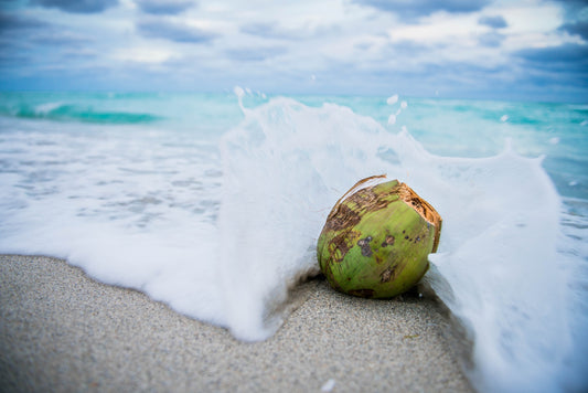 Going Crazy For Coconut On Tropical Shore With Splashing Wave