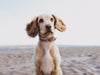 Dog Sitting On Sandy Beach