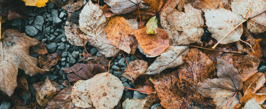 Grateful & Grounded: Sustainable Ways to Embrace November