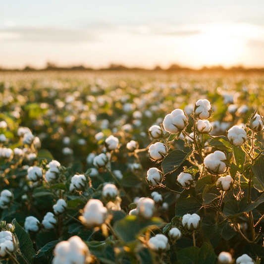 Organic Cotton Tampons: Benefits for You and the Environment