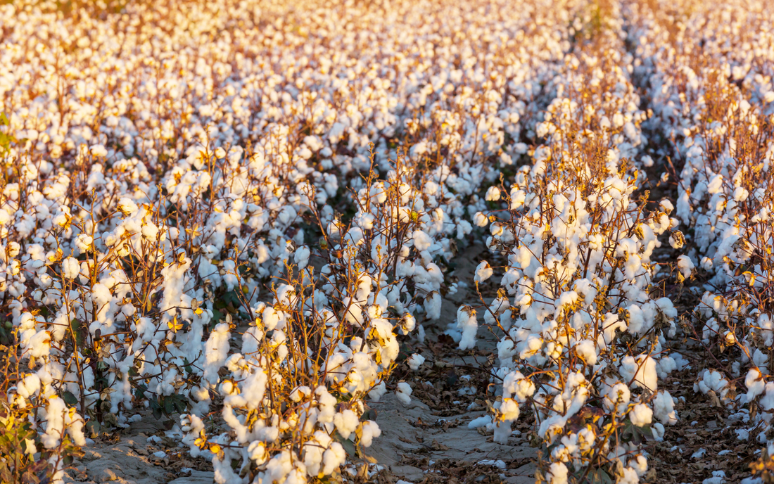 What Makes Tampons 'Organic'? - Tampon Tribe